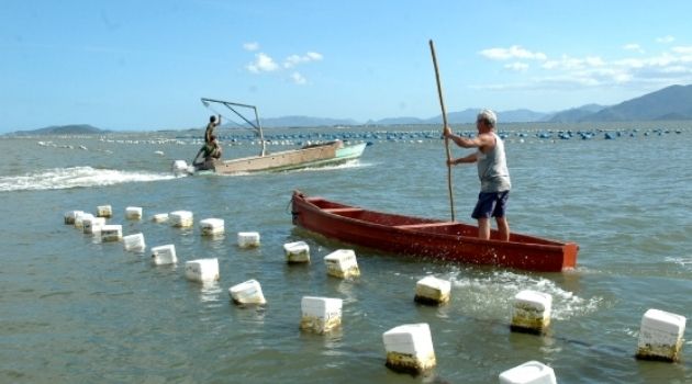 Governo interdita cultivo e venda de moluscos em algumas regiões.