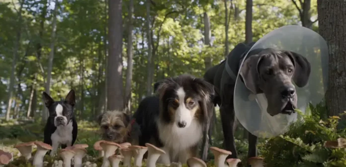 "Ruim pra Cachorro": uma comédia e aventura canina que estreia dia 28 de setembro.