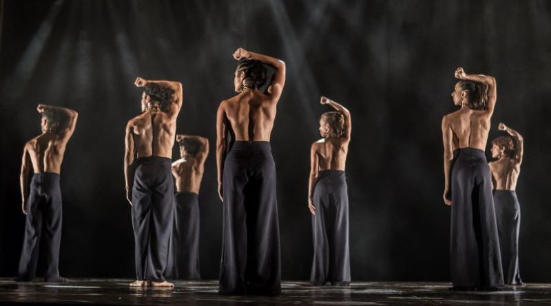 Focus Cia. de Dança vem a Florianópolis apresentar Bichos Dançantes e Still Reich